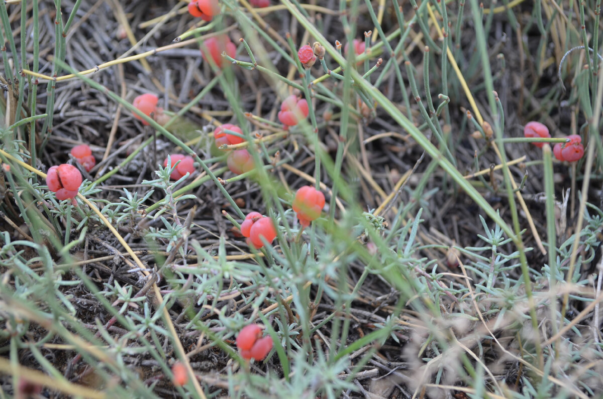 Настоящий древний хвойник.