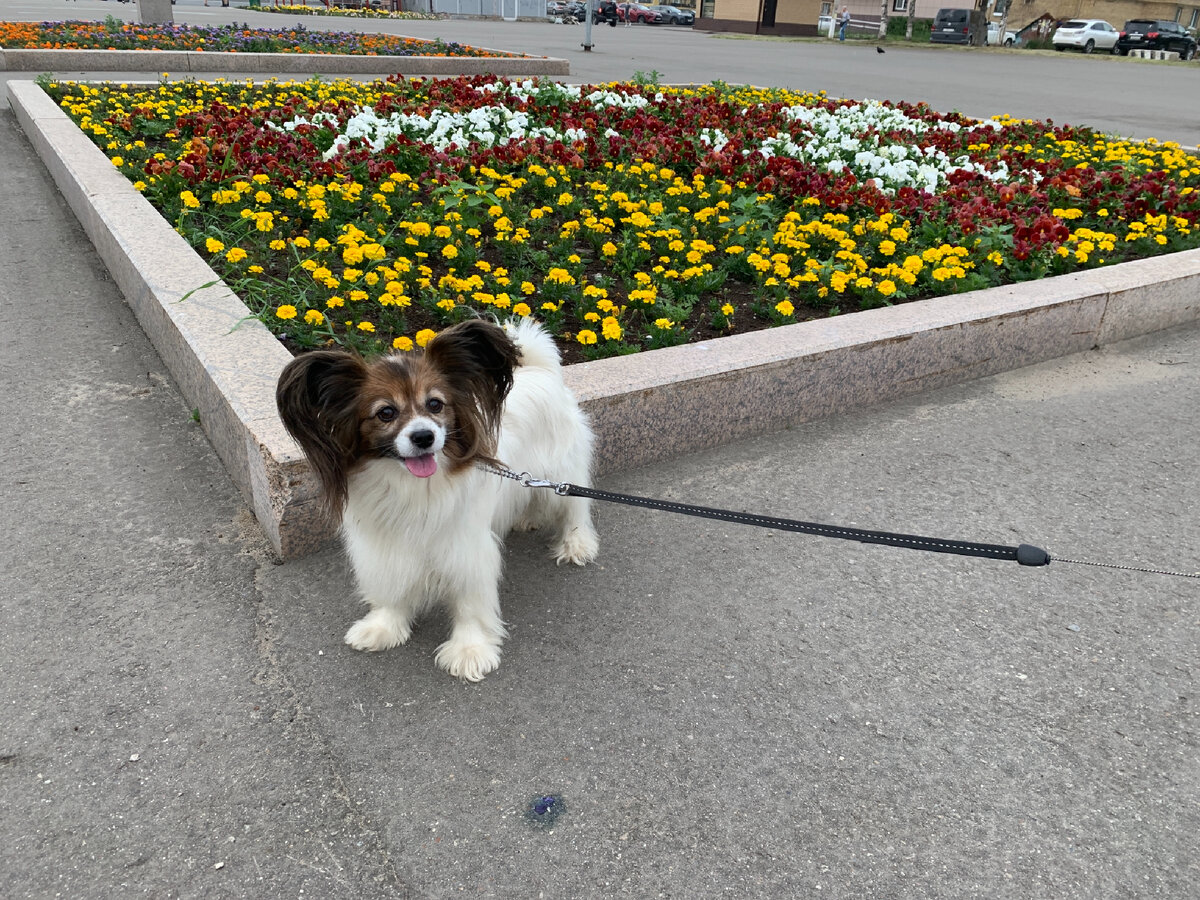 А это наше чудо с восхитительным характером❤️ Фото автора 
