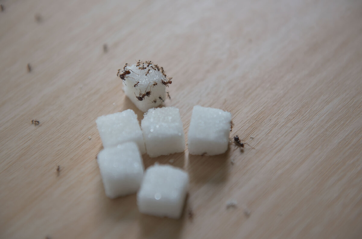 Остатки еды и крошки привлекают насекомых