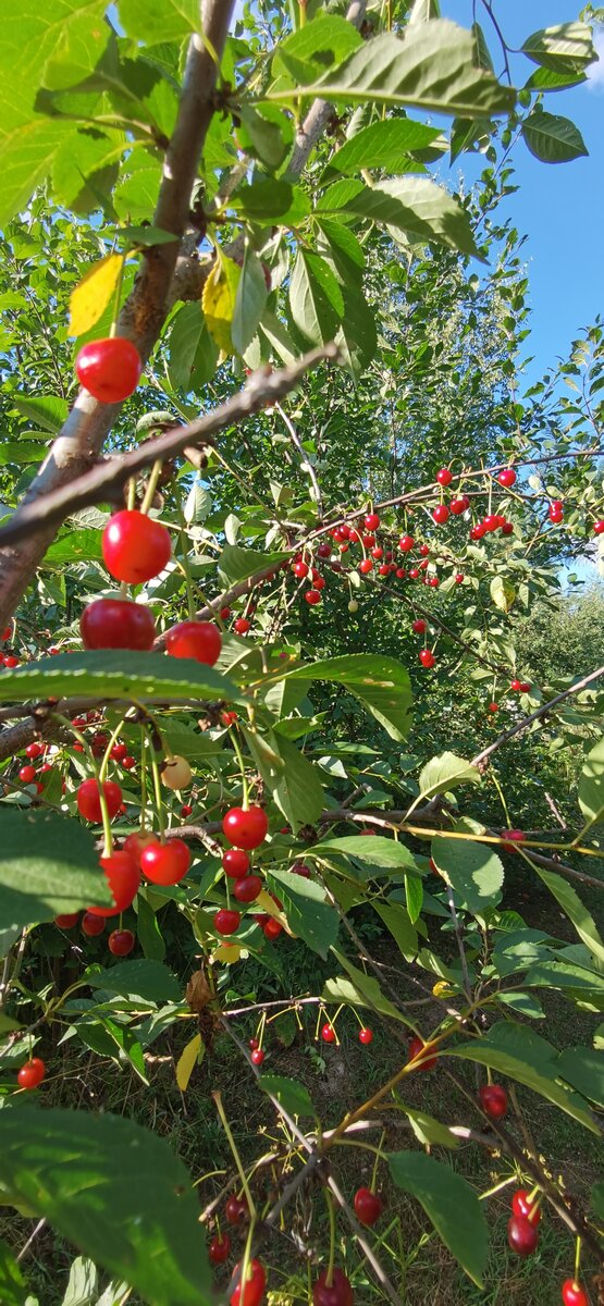 Такая радость, что в этом году на одной из вишен уродился вот такой обильный урожай!  Урожай 2022, поместье "ЛесаСад"