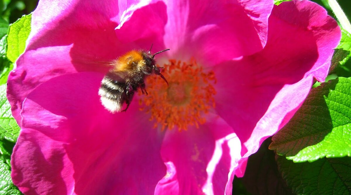 фото автора. Удалось поймать шмеля в полете)