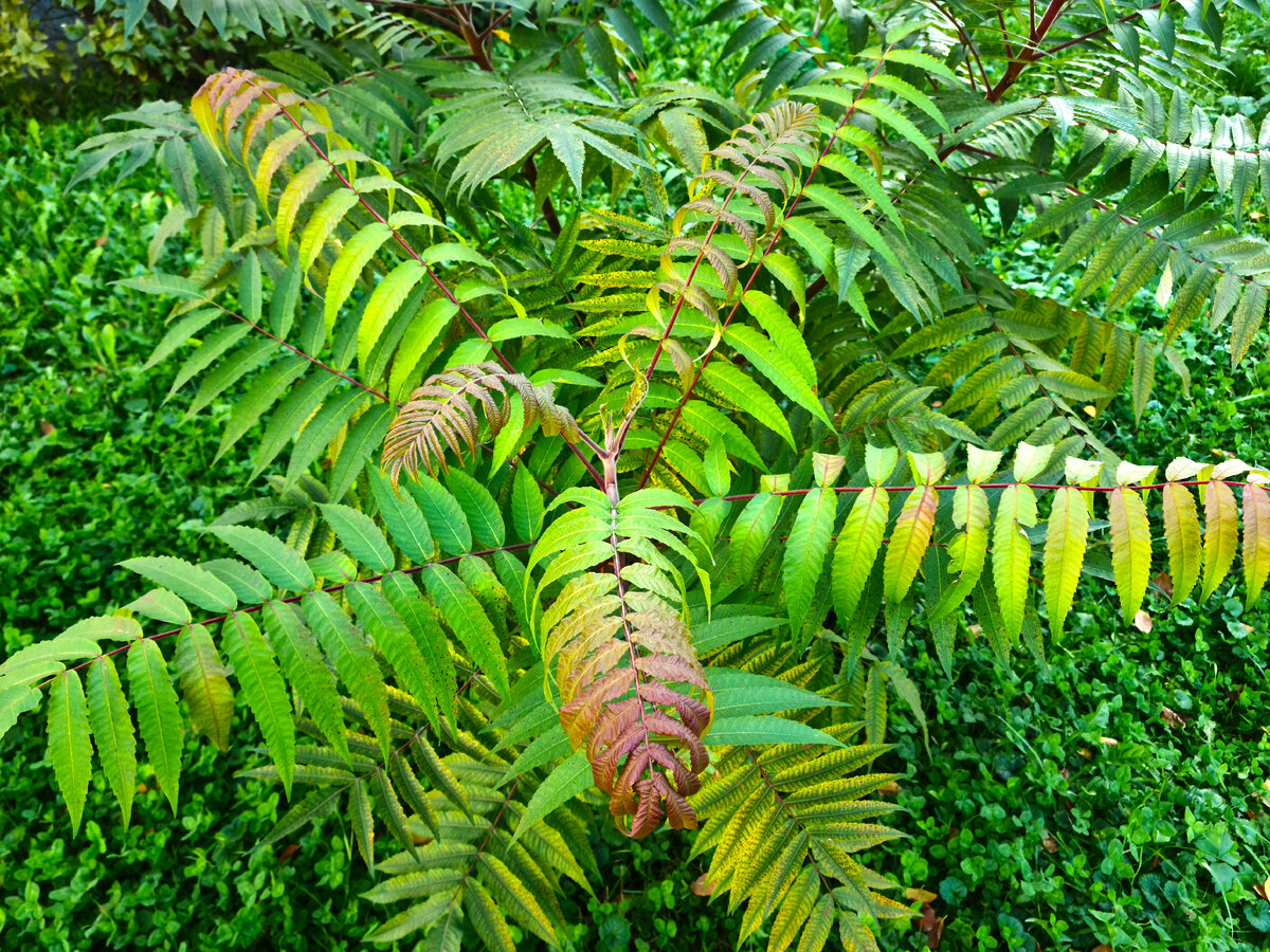 Сумах, фото автора