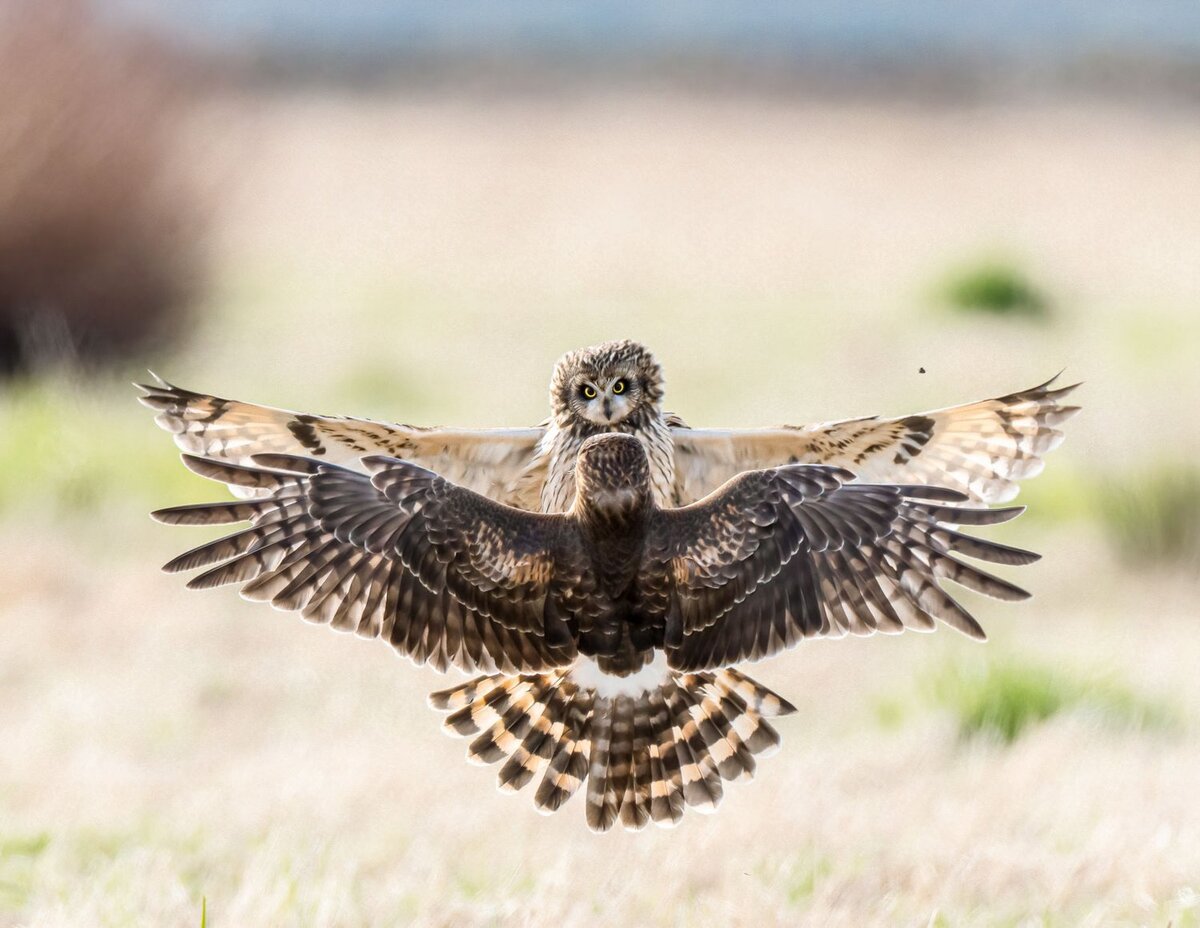 Отличные птицы. Northern Harrier. Сапсан птица красивые фото. Лунь интересное фото. Пхотограпхер.