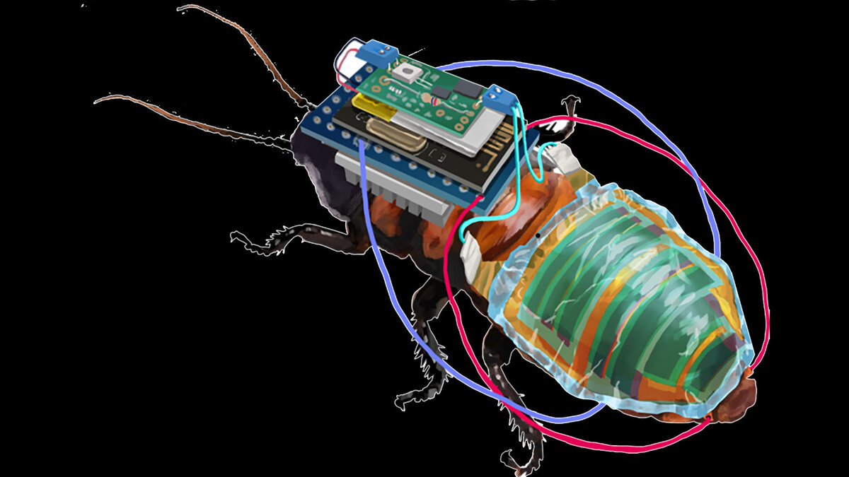 Помощники и угроза: что могут тараканы-киборги | Forbes Russia | Дзен