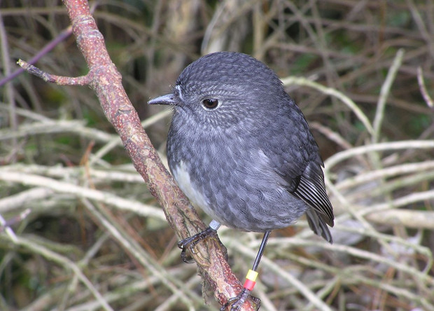 Petroica longipes, вид-эндемик из Новой Зеландии. 
Фотография: Wikimedia Commons