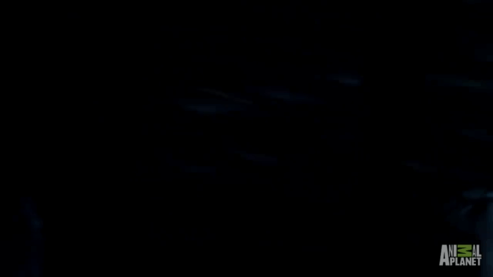 Существо, заснятое на дне Гренландского моря