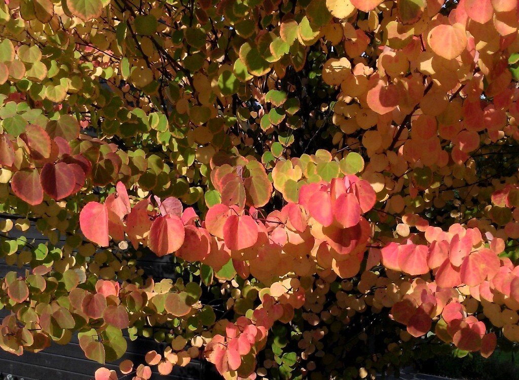 Багрянник японский фото. Багряник японский (Cercidiphyllum japonicum). Багрянник канадский восходящее солнце. Багрянник японский ( Пряничное дерево ). Багрянник величественный.