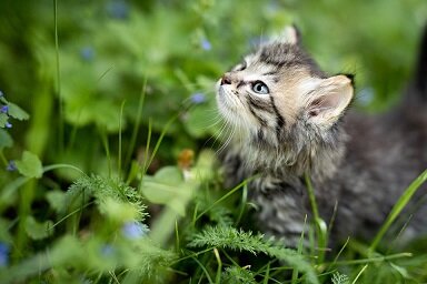 Изображение из открытого источника. Pixabay
