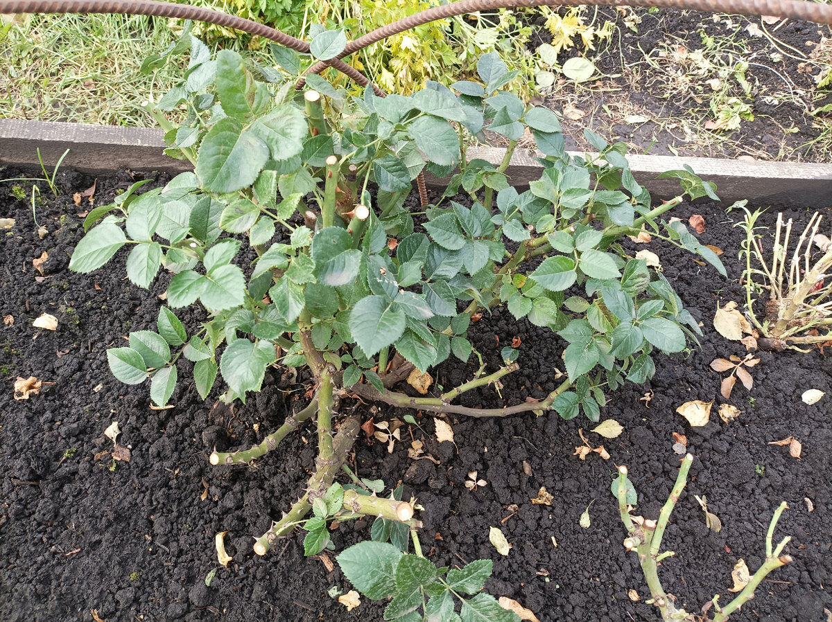 Афродита, ч/г