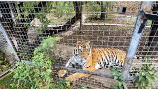 ХВАТИТ ВРАТЬ! Я пошла искать полосатого зверька, который якобы УКУСИЛ ГНЕДИНЫХ!