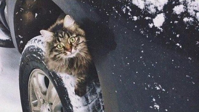 Фото из открытых источников