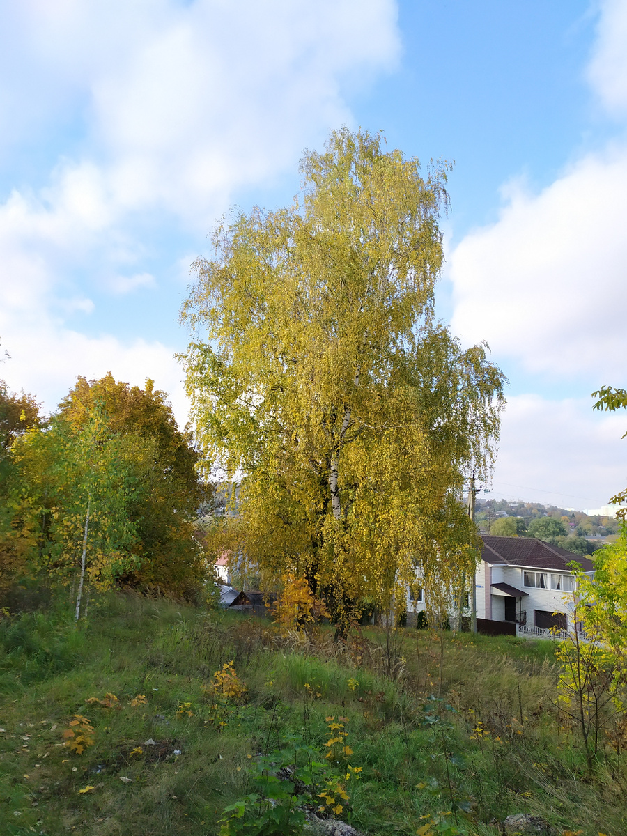 Берёзка.