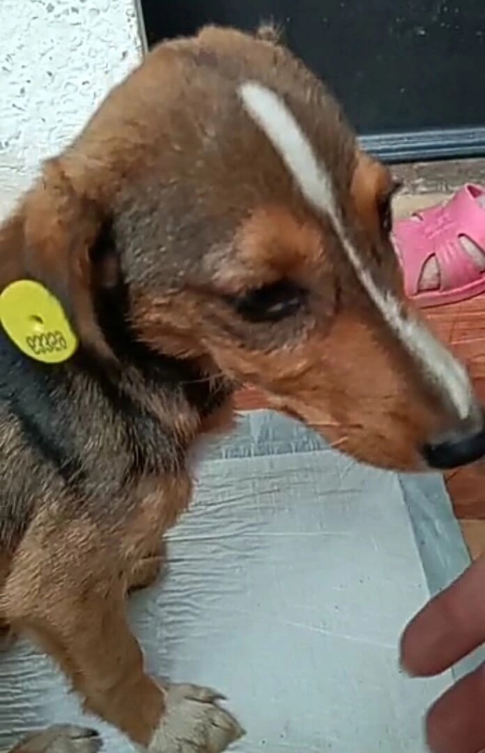 Вывезли с отлова эту "пушинку "