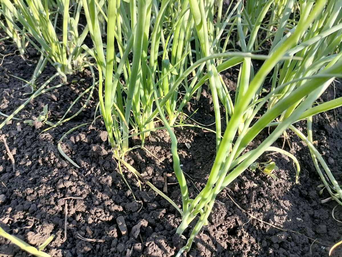 Лук из чернушки на севок