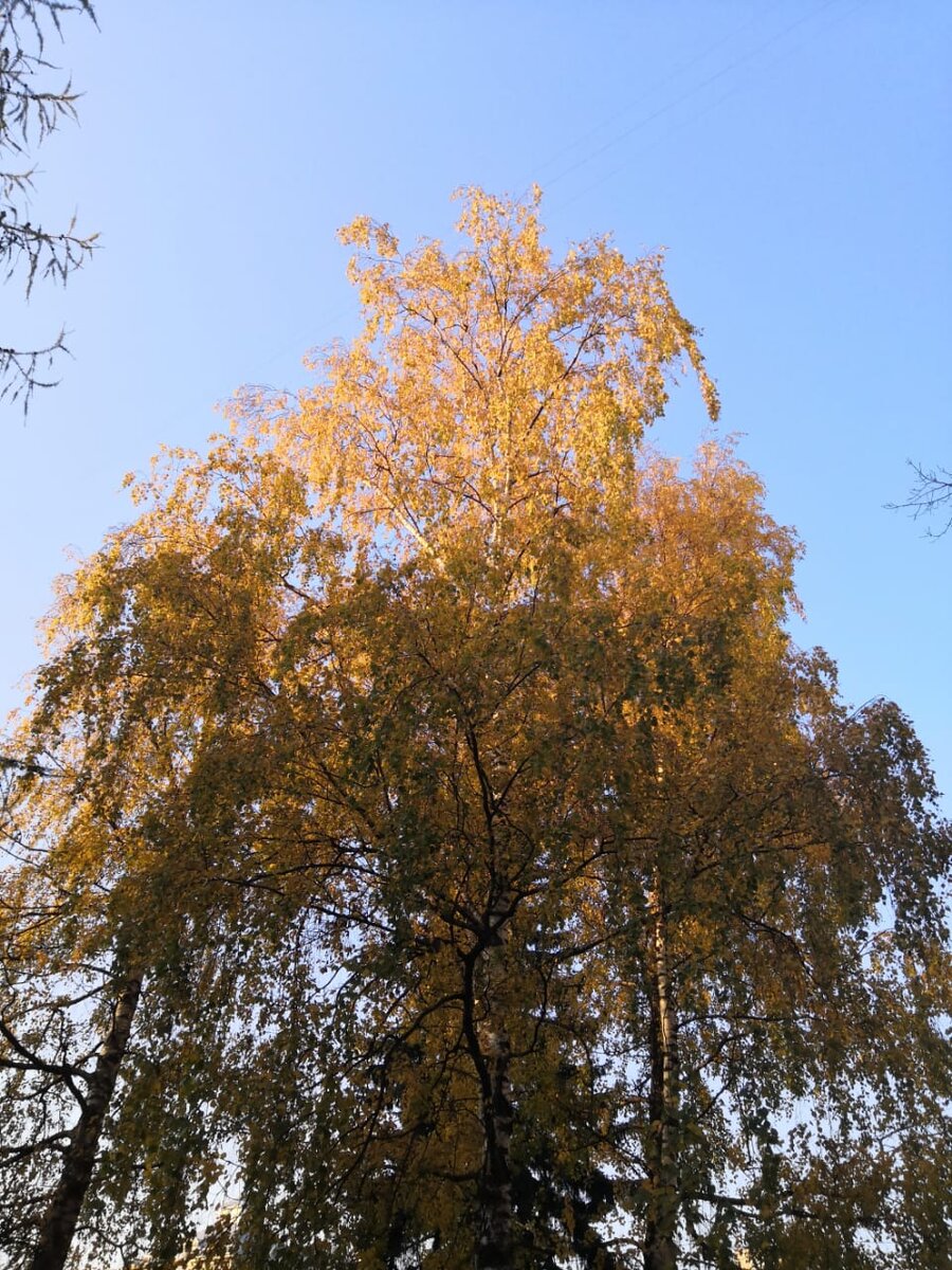 Когда с берёзы полностью осыпятся листья, то это значит, что земля холодная