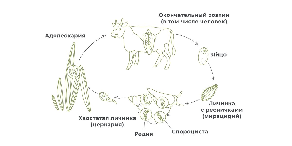 Цикл сосальщика рисунок