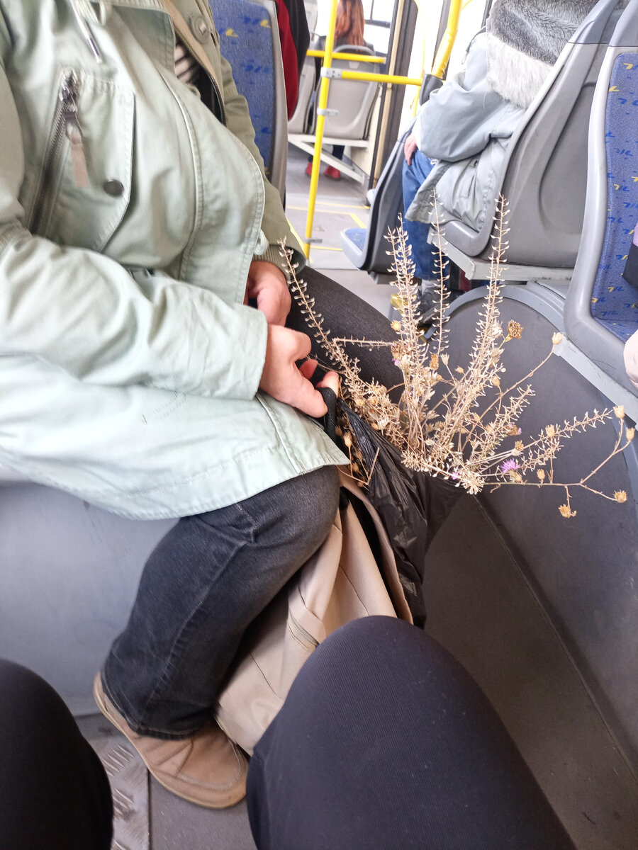 кустики