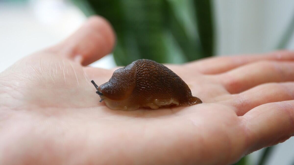    Рыжий слизень© Фото : Томский государственный университет