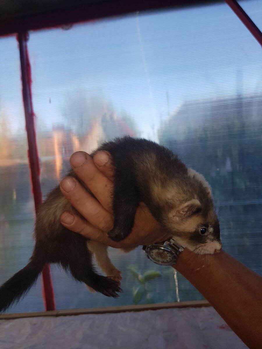 Хорек 1,4 месяца от роду