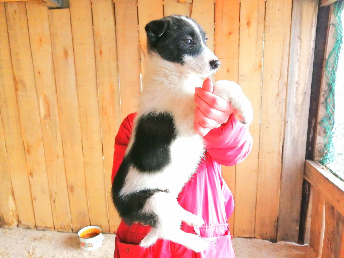 Веста на фотосессии