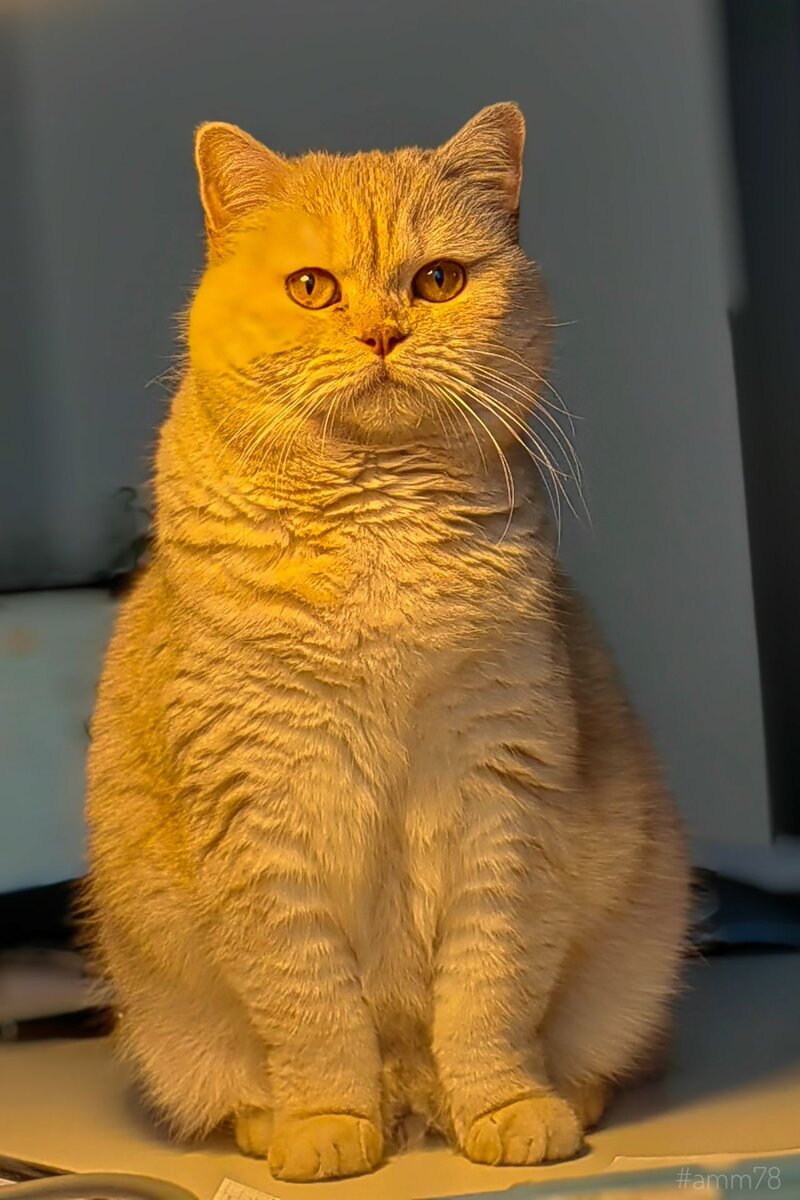 Huawei P50 Pro ; режим "Диафрагма" f/0.95