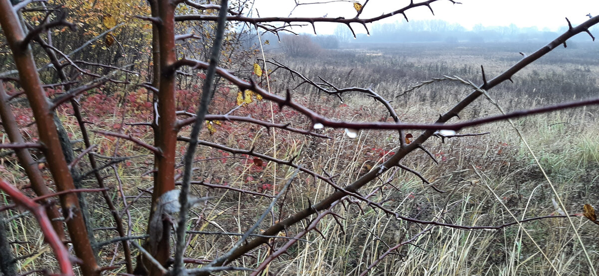 Дождь с туманом осенью.