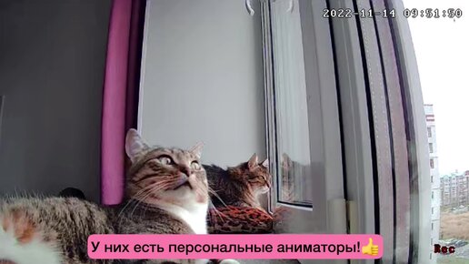 Чем заняты мои коты, пока меня нет дома. Смотрим, что сняла камера видеонаблюдения😁