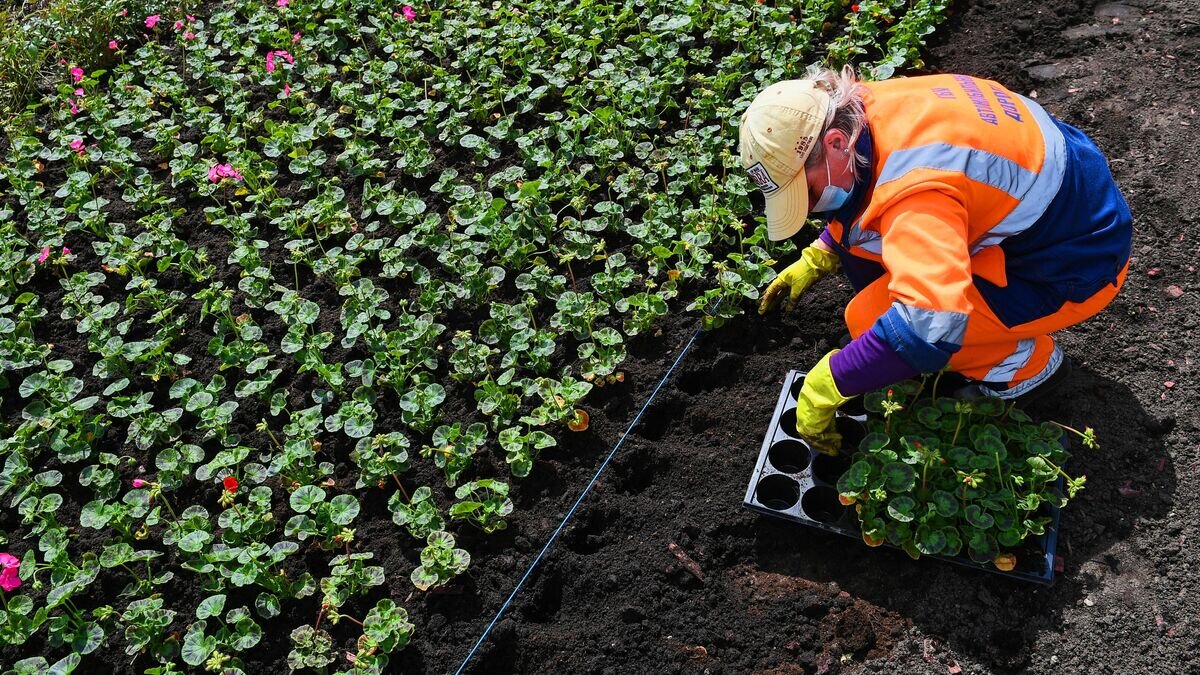    Высадка цветов в Москве© РИА Новости / Рамиль Ситдиков