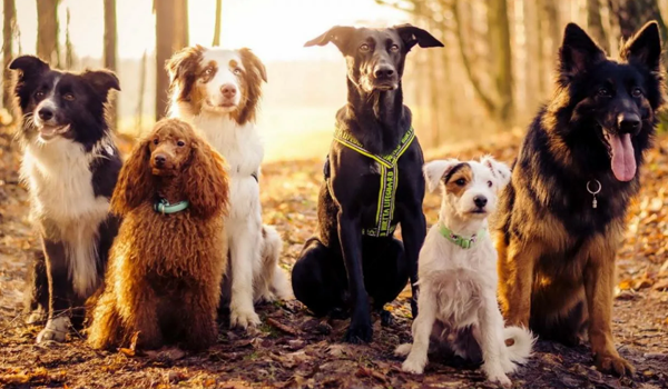 Храбрые и надежные: 14 лучших пород собак для охраны частного дома | Блог о  щенках и собаках ^;^ | Дзен