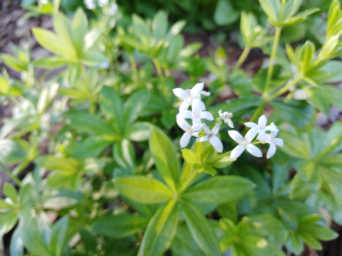 Ясменник душистый Стернталлер