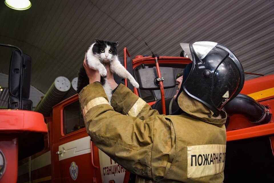 Спасен котиков. Кот пожарный. Кот пожарник спас. Пожарный спас котика.