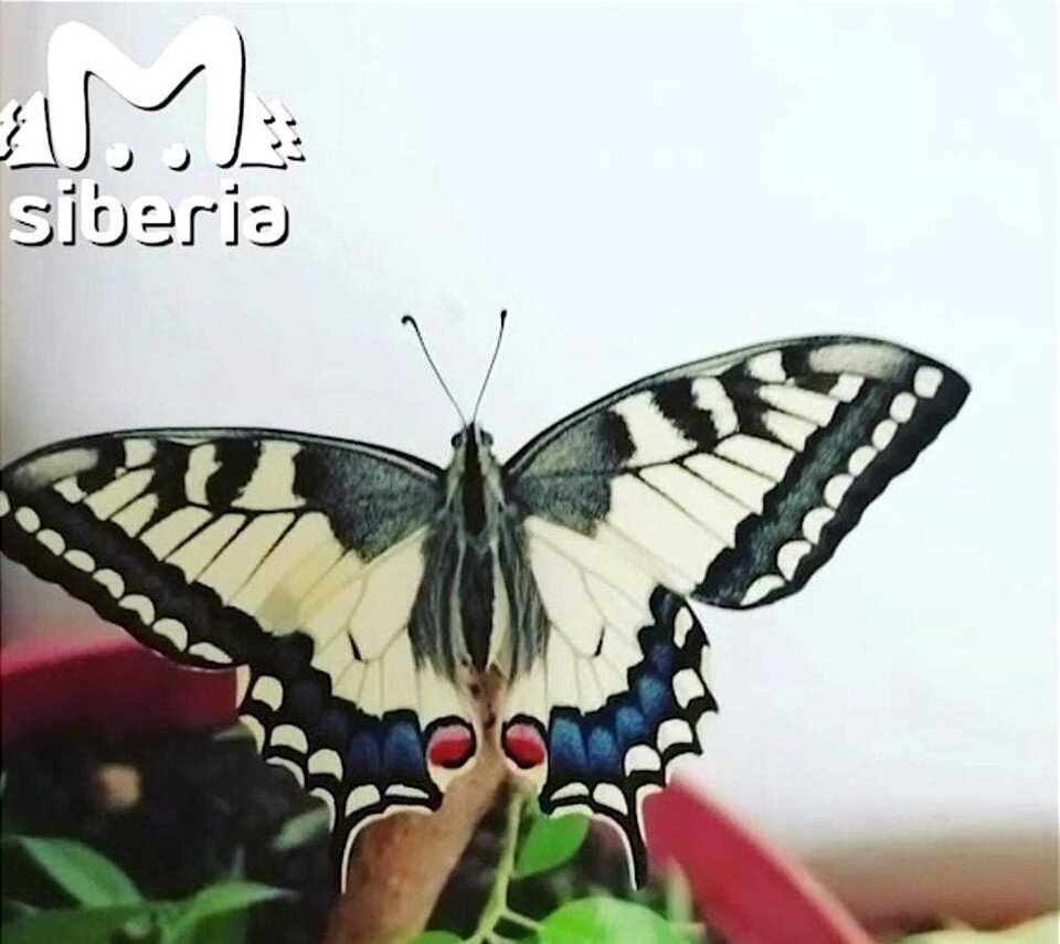     Бабочка вылупилась из куколки, которую в сентябре принесла домой девочка. Фото: Telegram-канал «Mash Siberia»