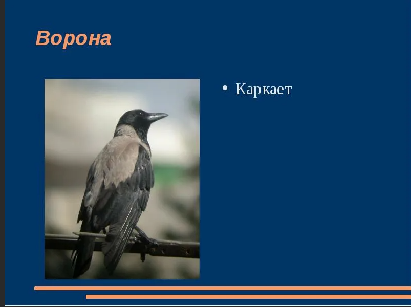 Ворона что делает каркает. Ворона каркает. Ворон каркает. Сорока каркает. Каркает ворона или сорока.