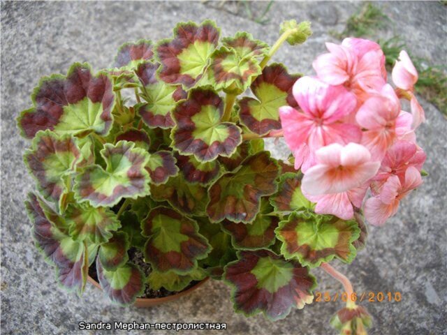 Чужое фото из Интернета. Таким я увидела этот сорт и захотела взять себе тоже.