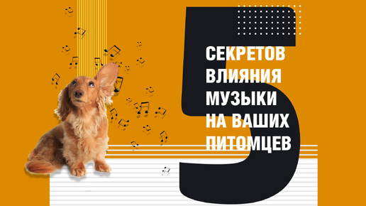 Как музыка влияет на наших питомцев?