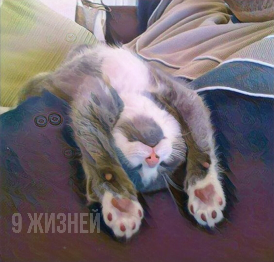 кот помогает расслабиться. яндекс картинки