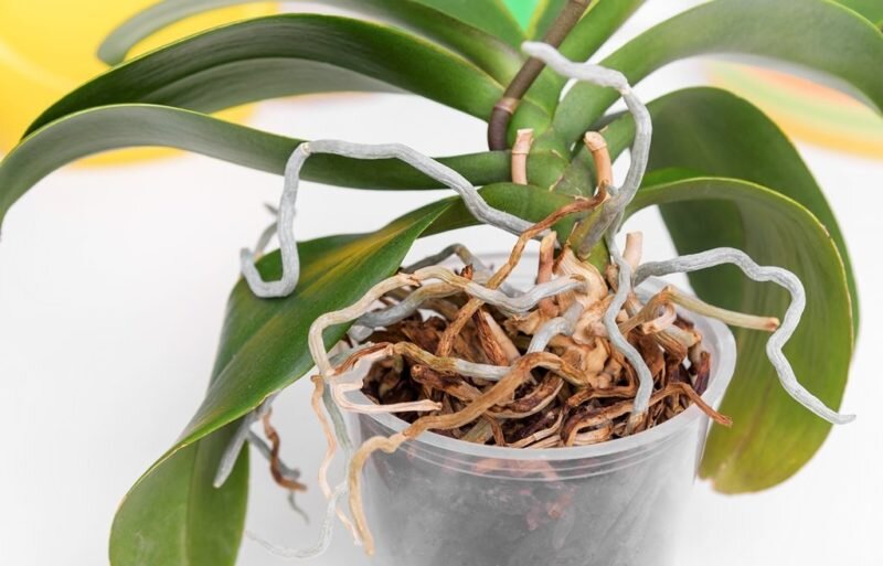 Орхидея. Иллюстрация для статьи используется по стандартной лицензии ©ofazende.com