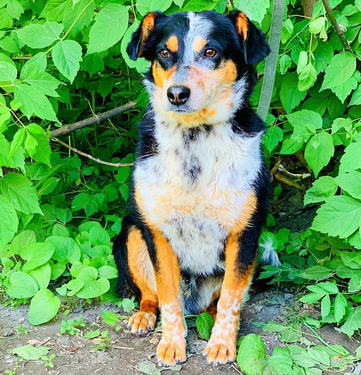 Собака по кличке Дима в приюте для бездомных животных Омские Хвостики