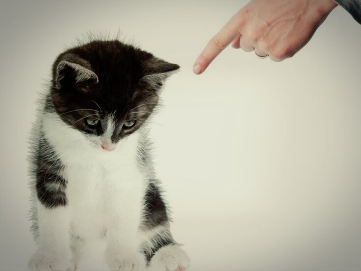 Можно ли отучить кошку делать лужи в неположенном месте, если тыкать ее в  них носом | Кошка.ru | Дзен