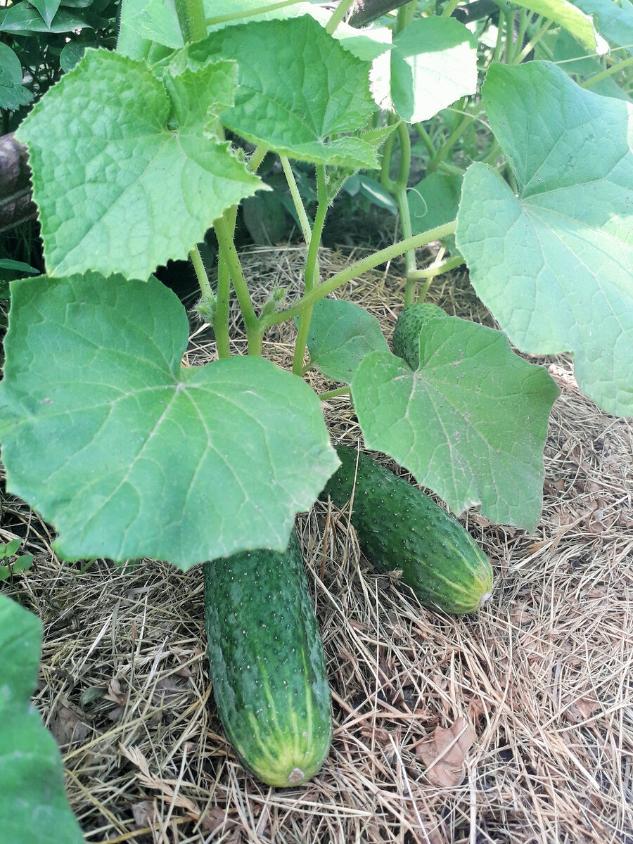 Мои огурчики