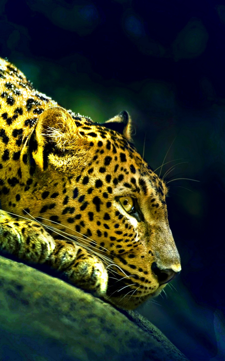 Результат "игры" светом, контрастом, насыщенностью и т.д.