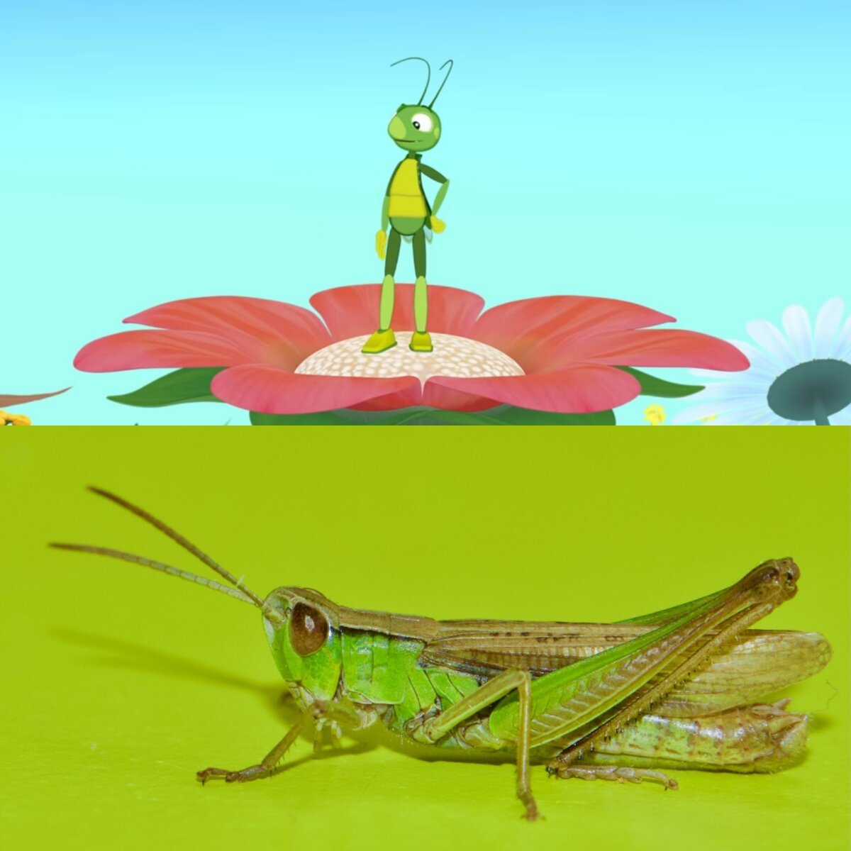 Кадр с Кузей из серии "Бабули", а фото настоящего кузнечика с сайта Unsplash.com.