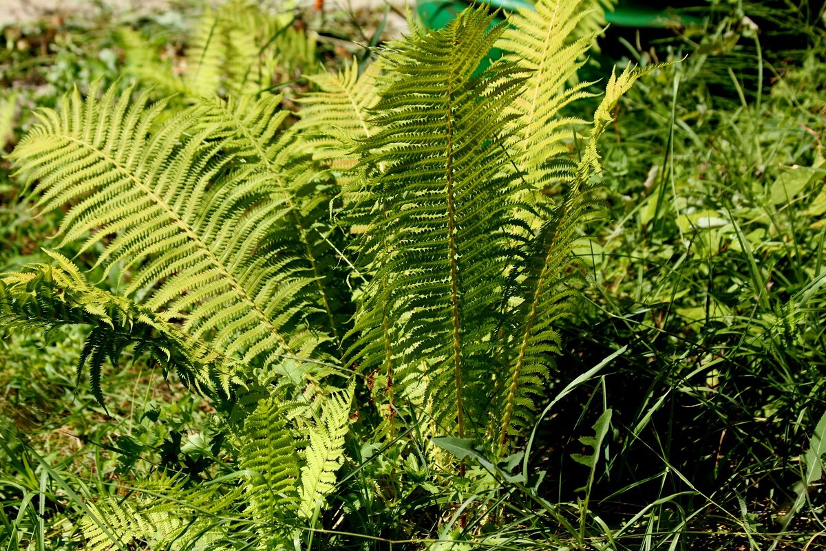 Папоротник на нашем участке. Фото автора