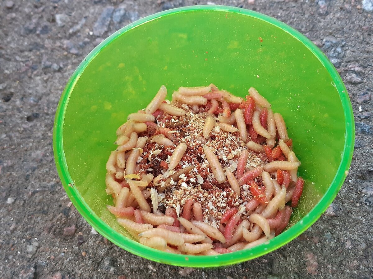 наживка опарыш