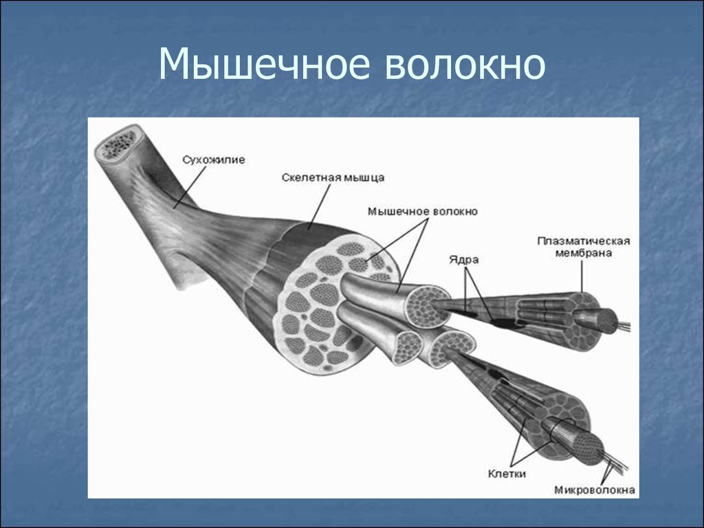 Фотография взята в сервисе "яндекс картинки"