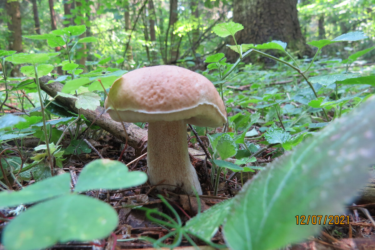 Вполне взрослый гриб, даже староватый, а два дня назад был таким - листайте дальше.
