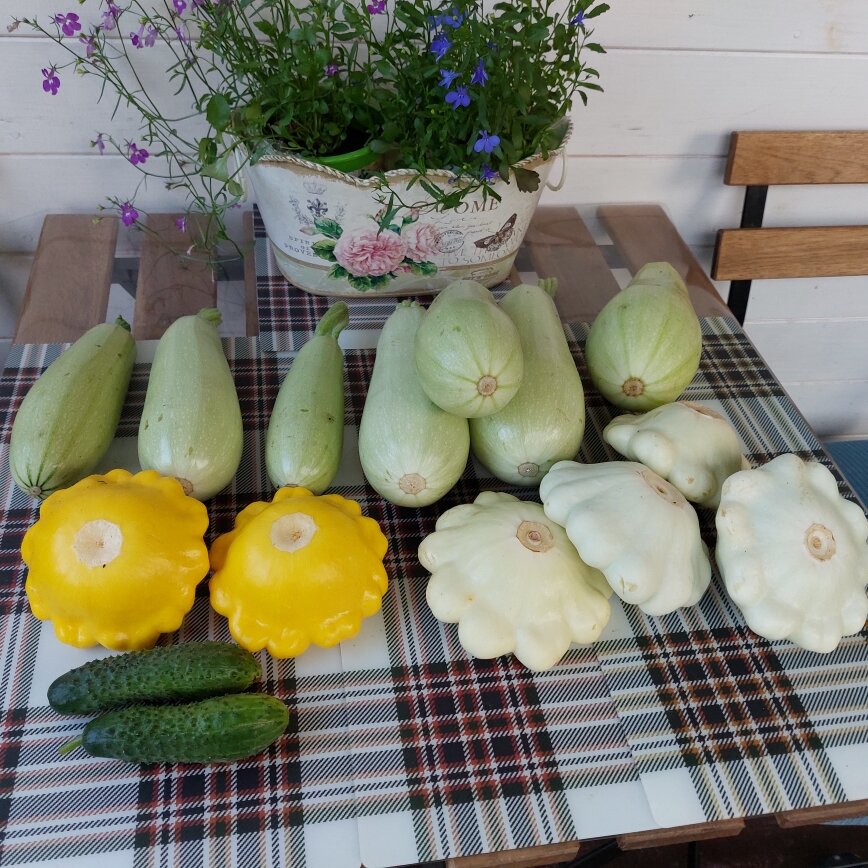 Содержимое корзинки. Самые маленькие кабачки заморожу для своей самой маленькой внученьки.