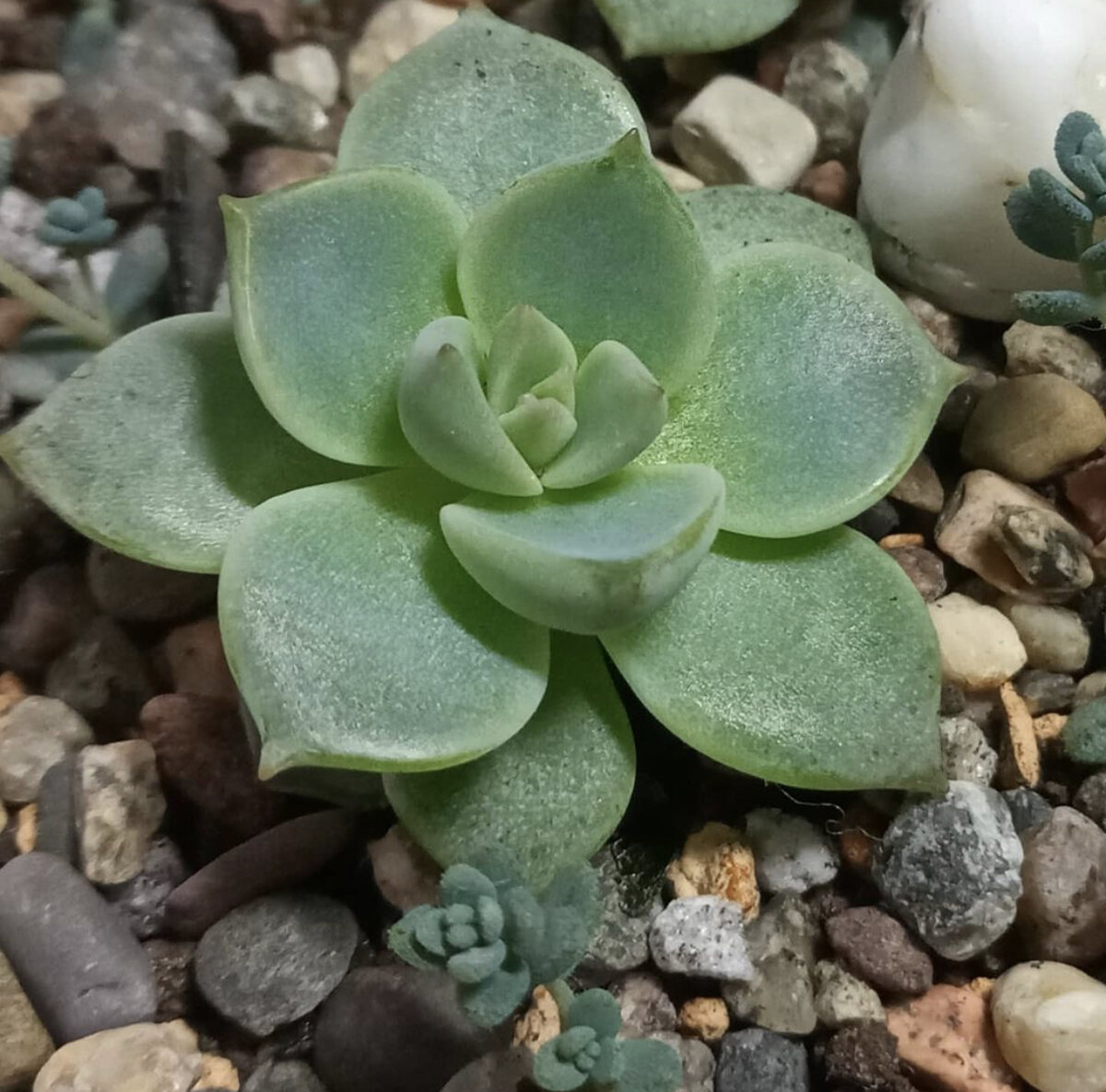 Граптоверия «Титубанс»