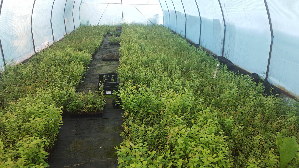 черенки голубики до перестановки