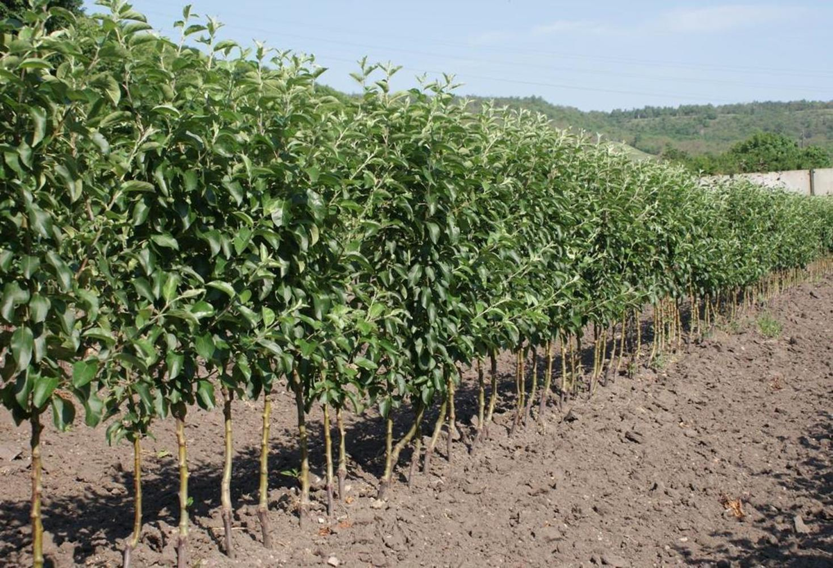 Пример высадки колоновидных деревьев стеной. Фото из свободных источников